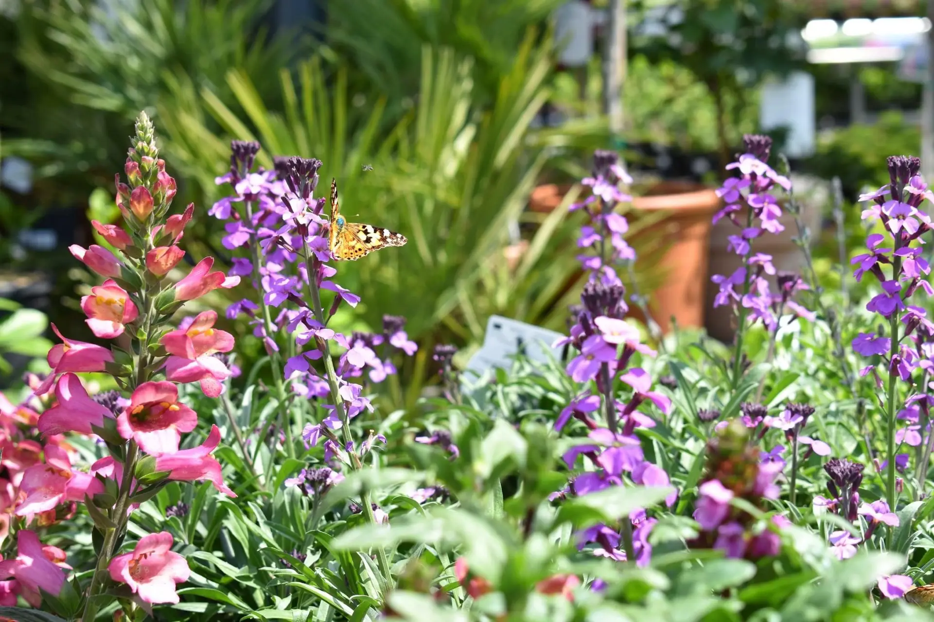 Inspiratie afbeelding Tuinplanten