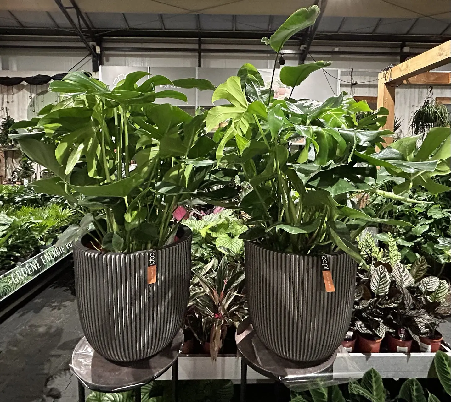Inspiratie afbeelding Kamerplanten